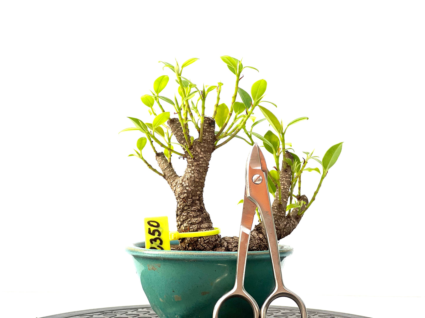 Ficus Tiger Bark 2350