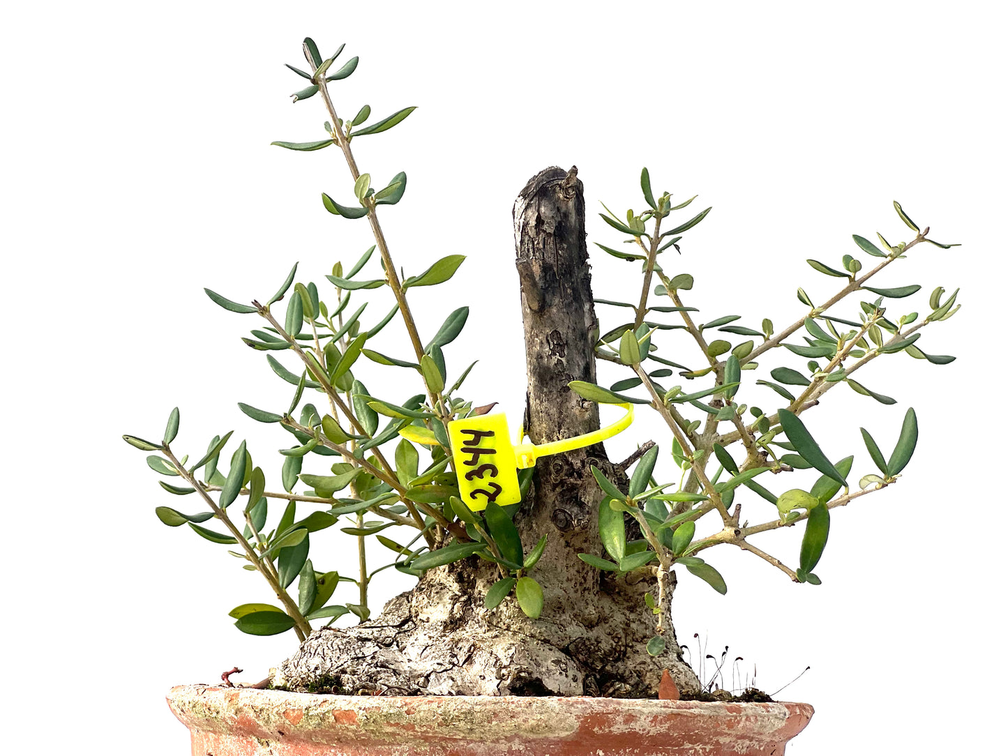 Olea Europaea Sylvestris 2344