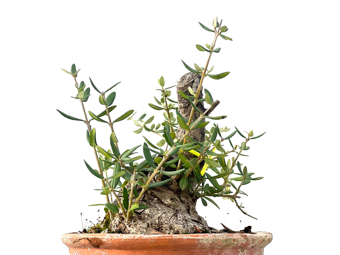 Olea Europaea Sylvestris 2344