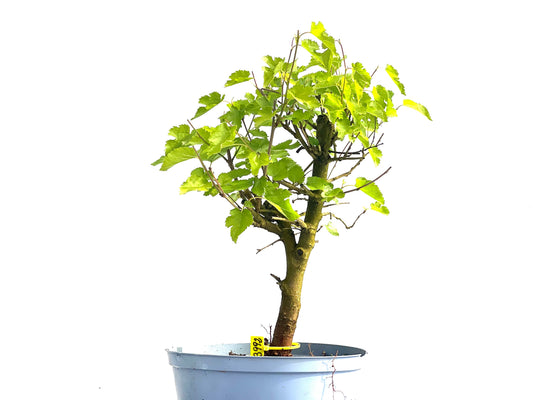 Morus Alba 3992