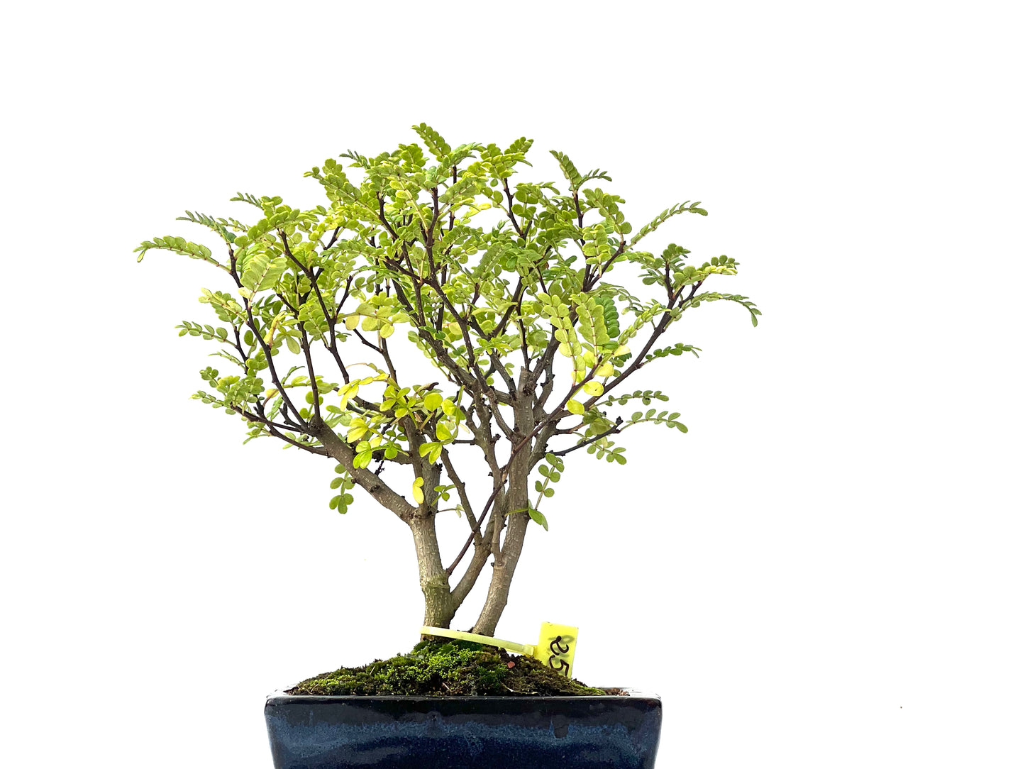 Zhantoxylum Piperitum 2349