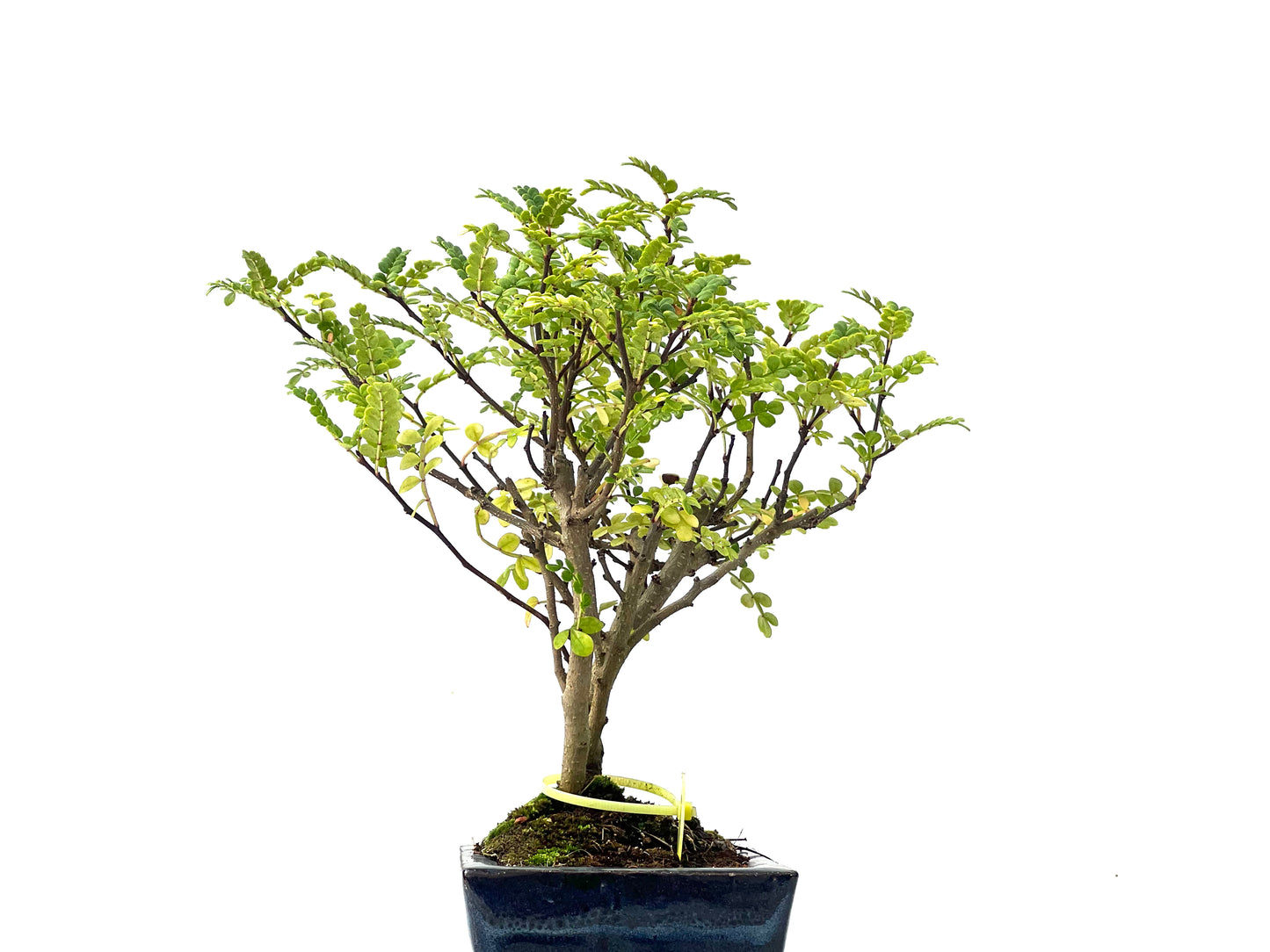 Zhantoxylum Piperitum 2349