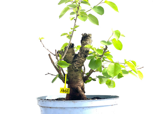 Prunus Mahaleb 3991