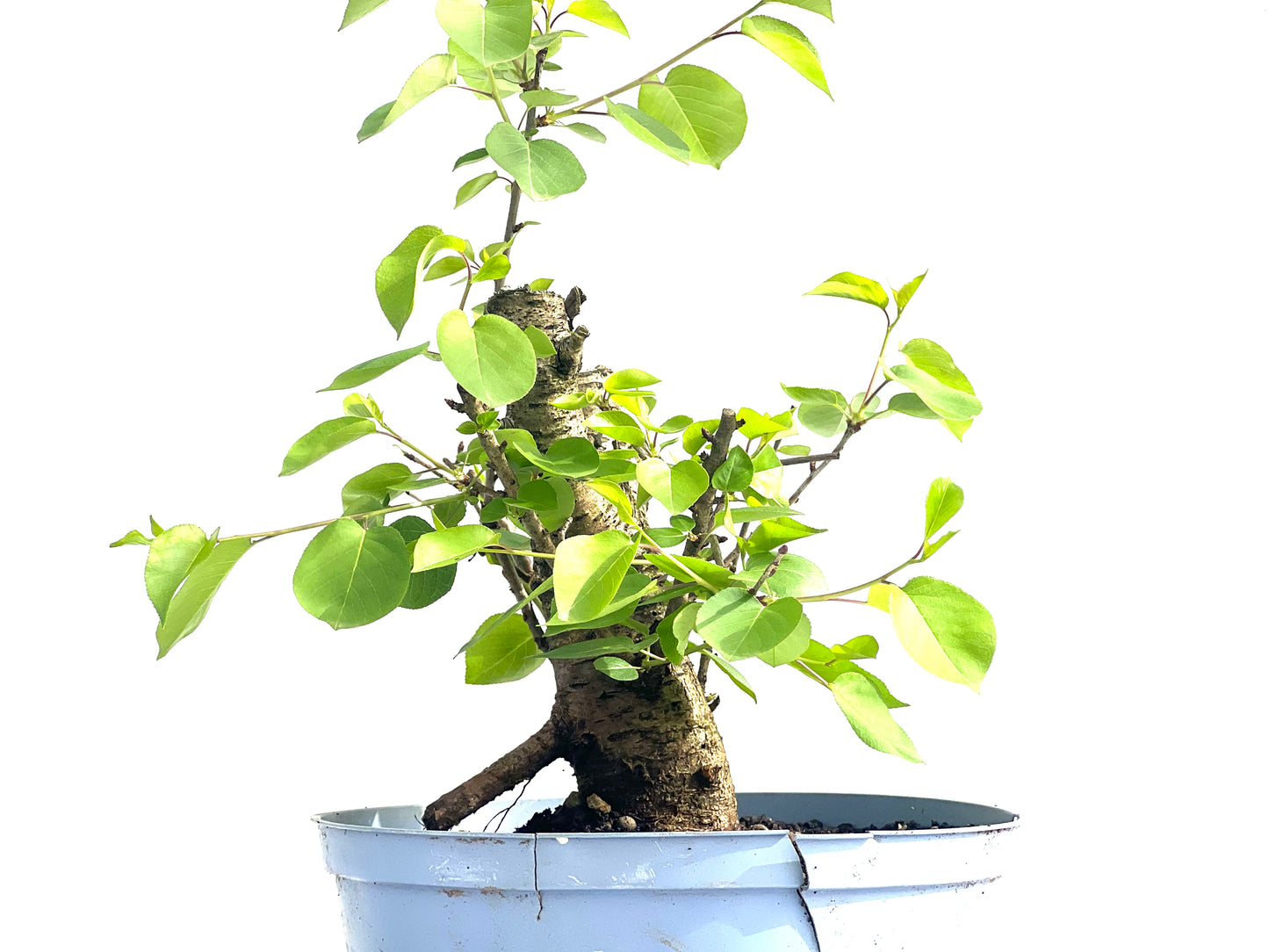 Prunus Mahaleb 3991