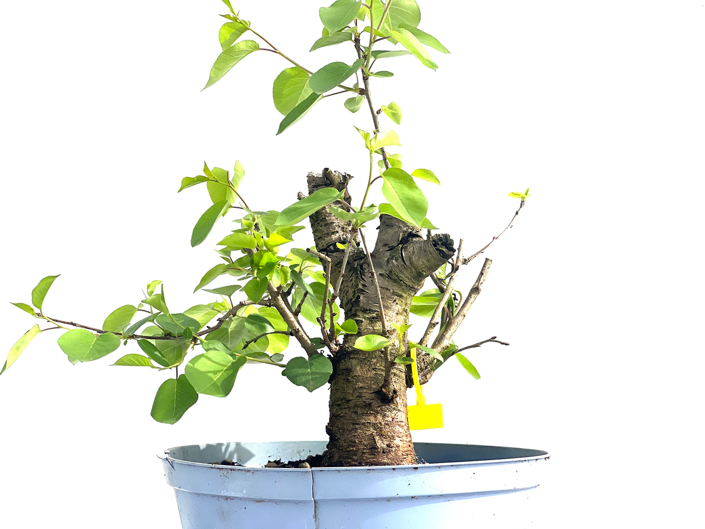 Prunus Mahaleb 3991