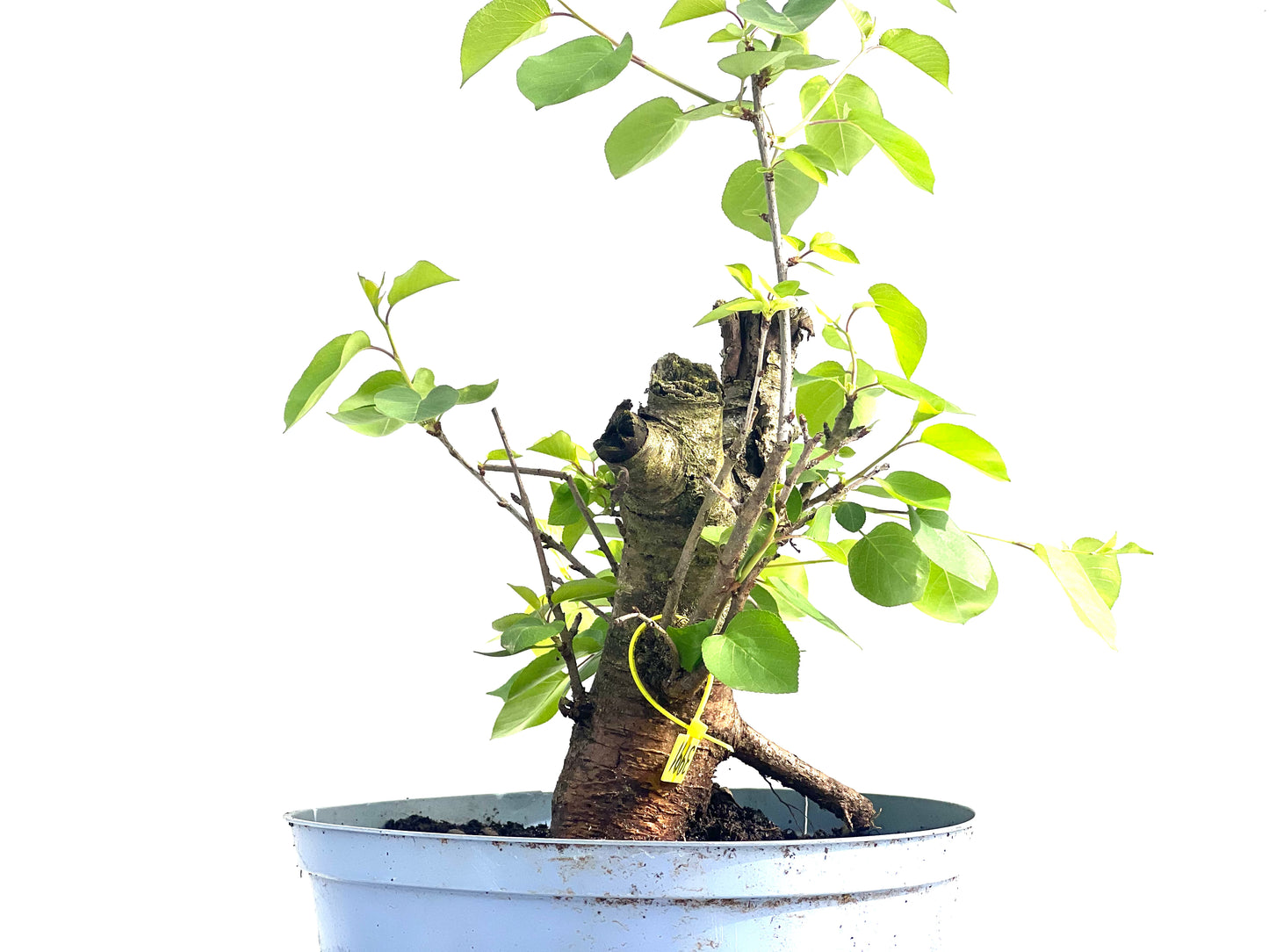 Prunus Mahaleb 3991