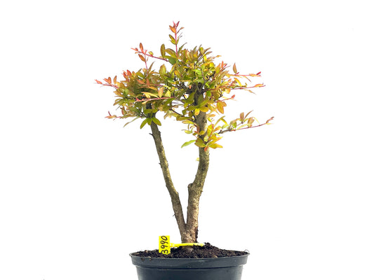Punica Granatum Nana 3990
