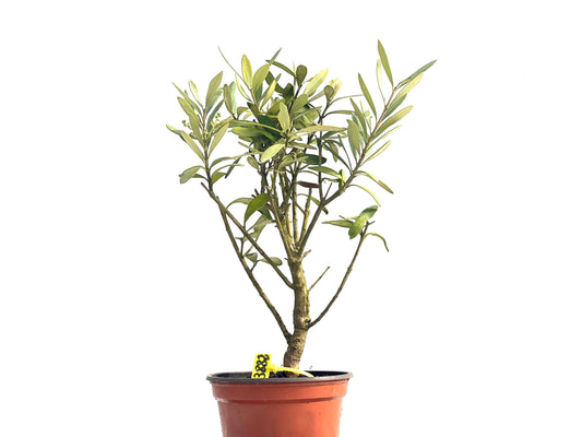 Olea Europaea 3882