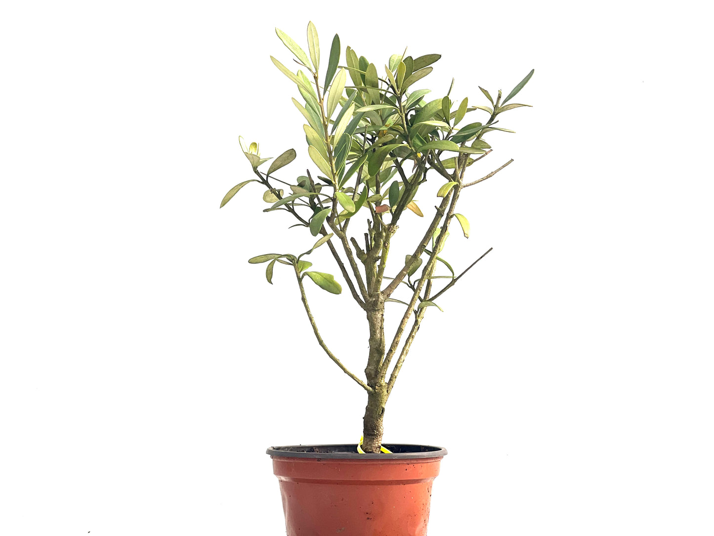 Olea Europaea 3882