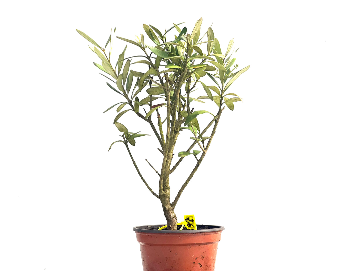 Olea Europaea 3882