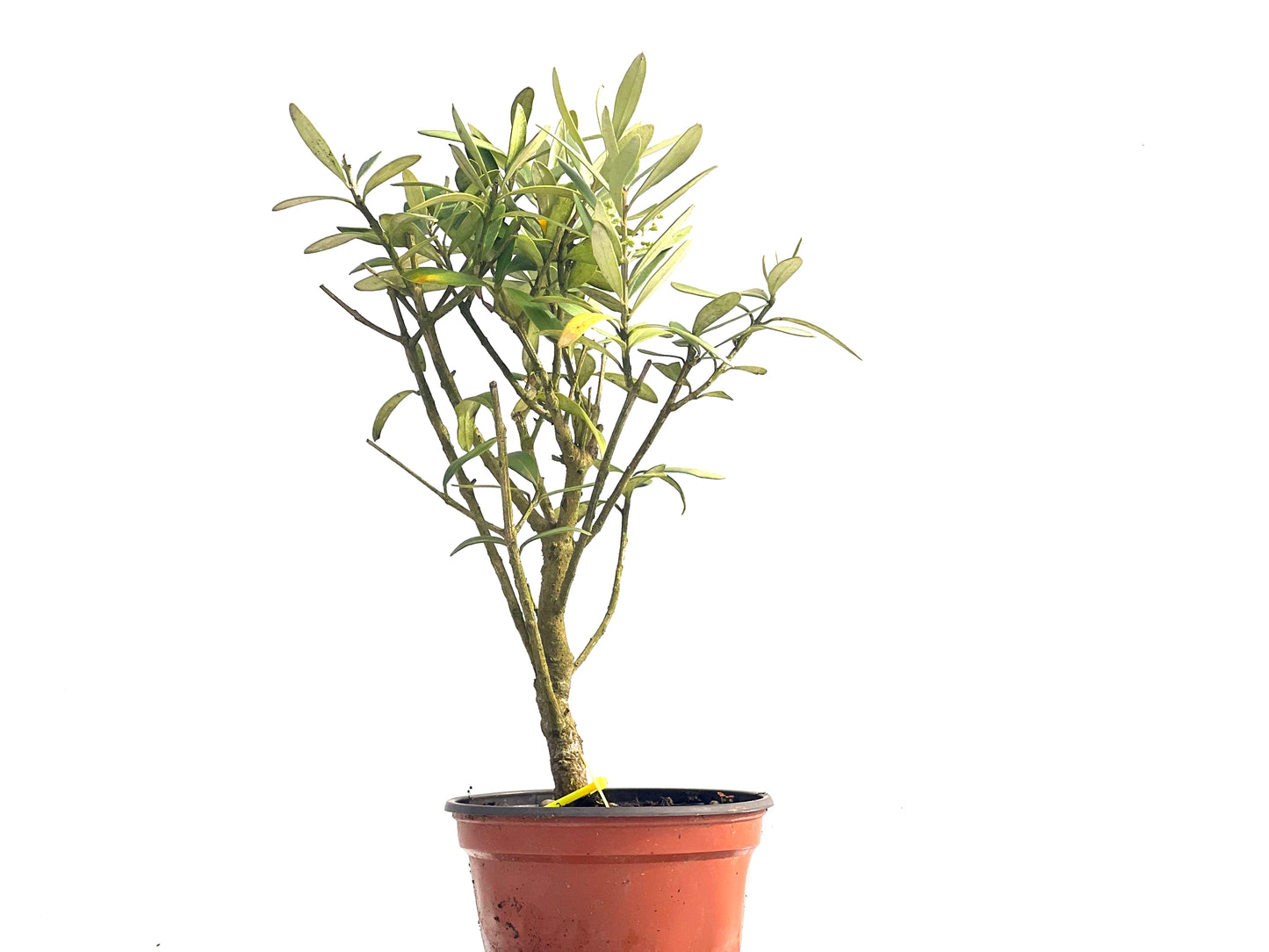 Olea Europaea 3882