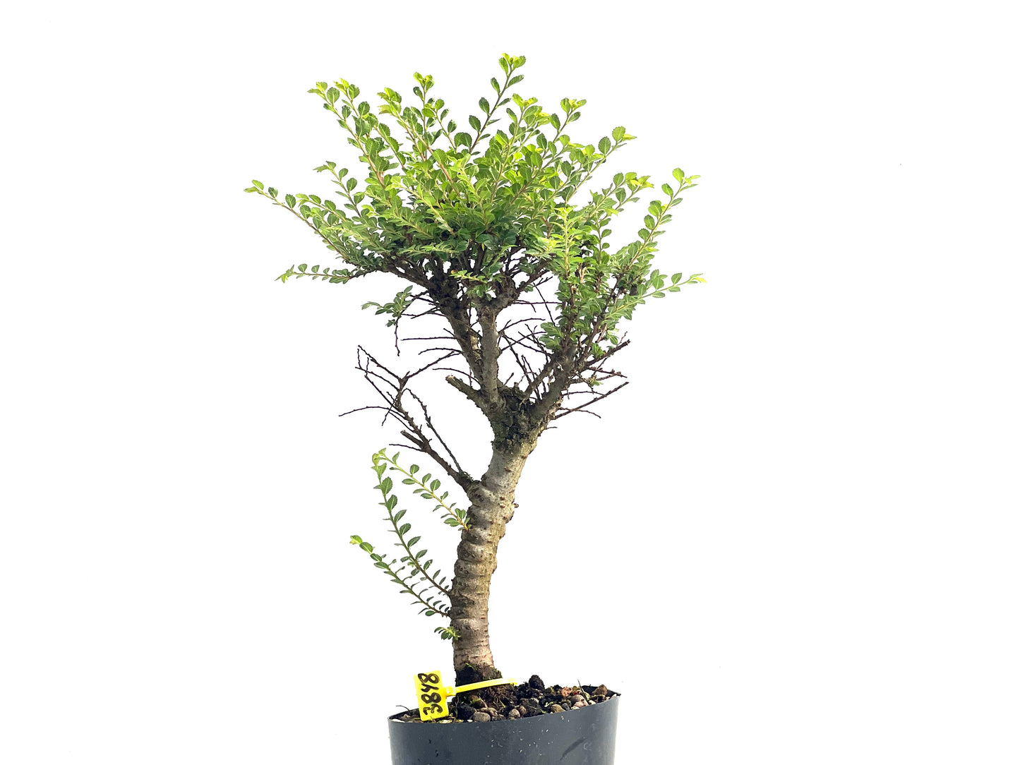 Ulmus Hokkaido 3848