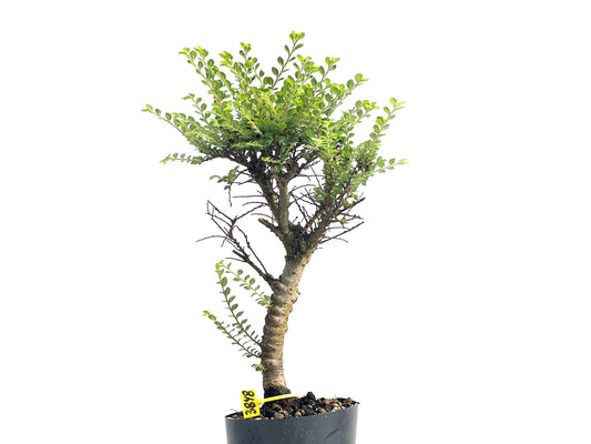 Ulmus Hokkaido 3848