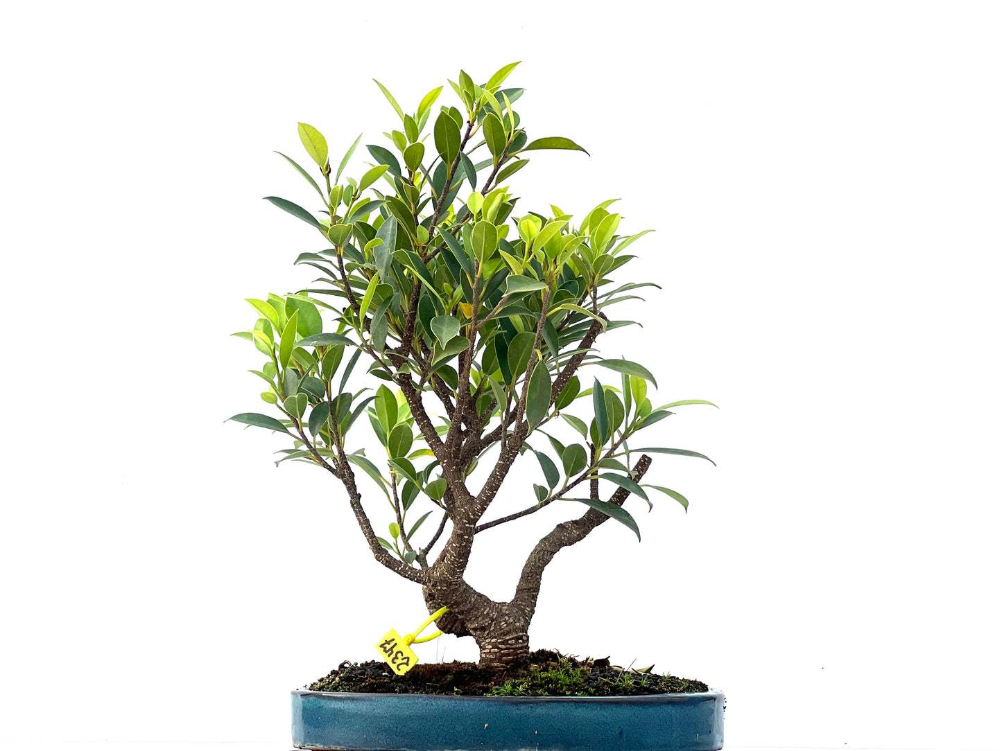 Ficus Tiger Bark 2347