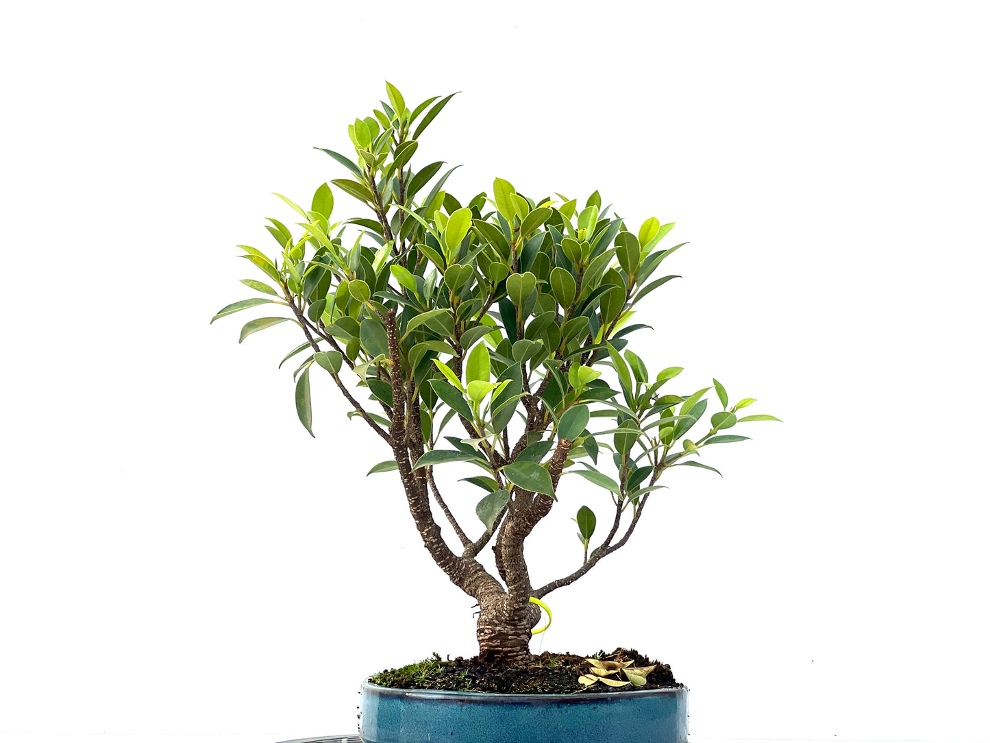 Ficus Tiger Bark 2347