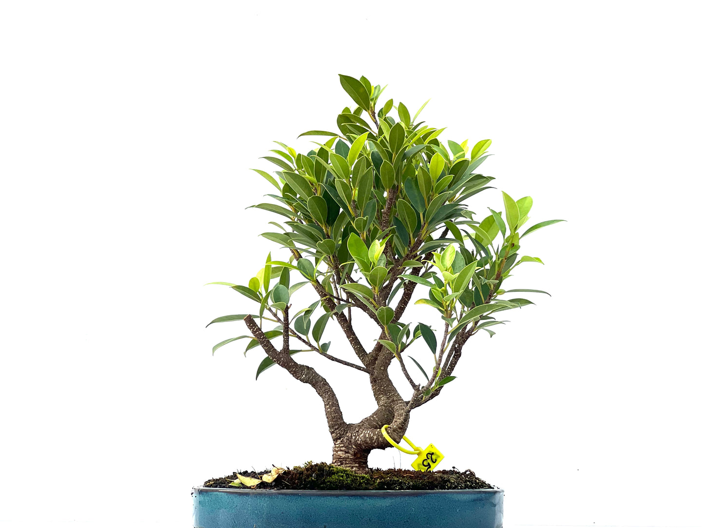 Ficus Tiger Bark 2347