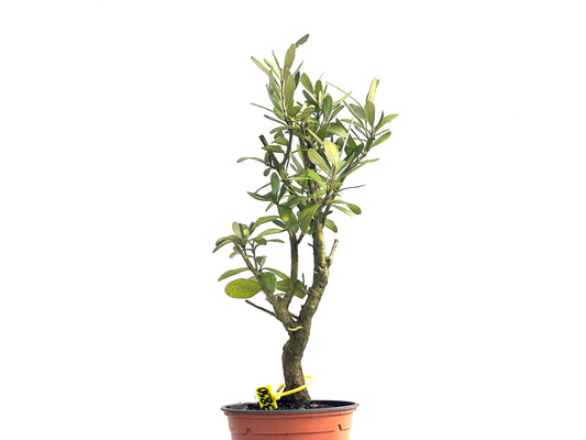 Olea Europaea 3850