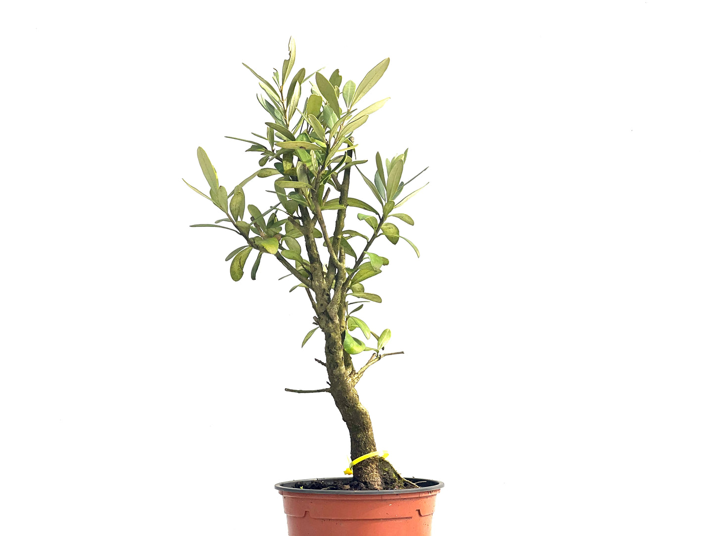 Olea Europaea 3850