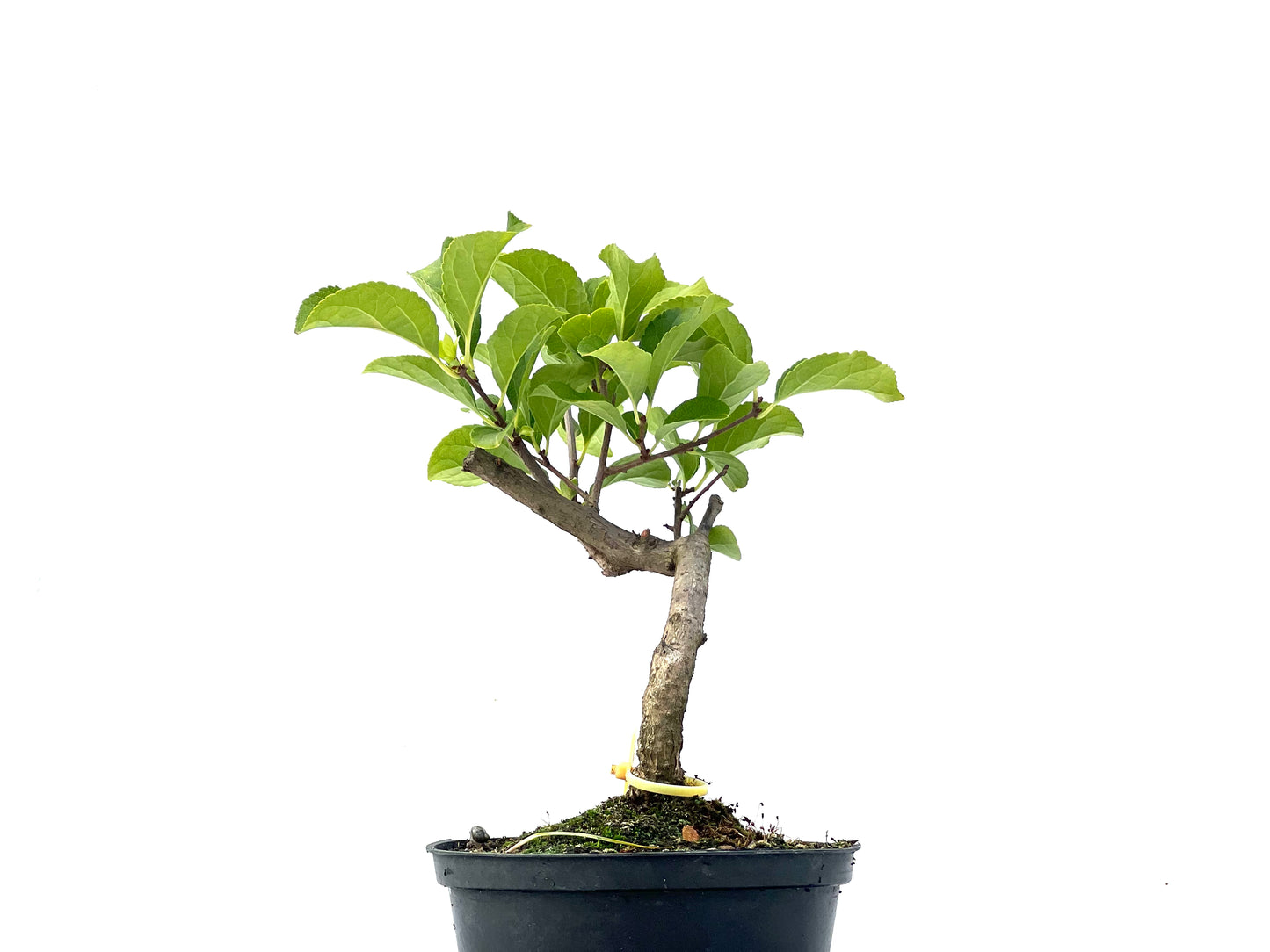 Celastrum Orbiculatus 2342