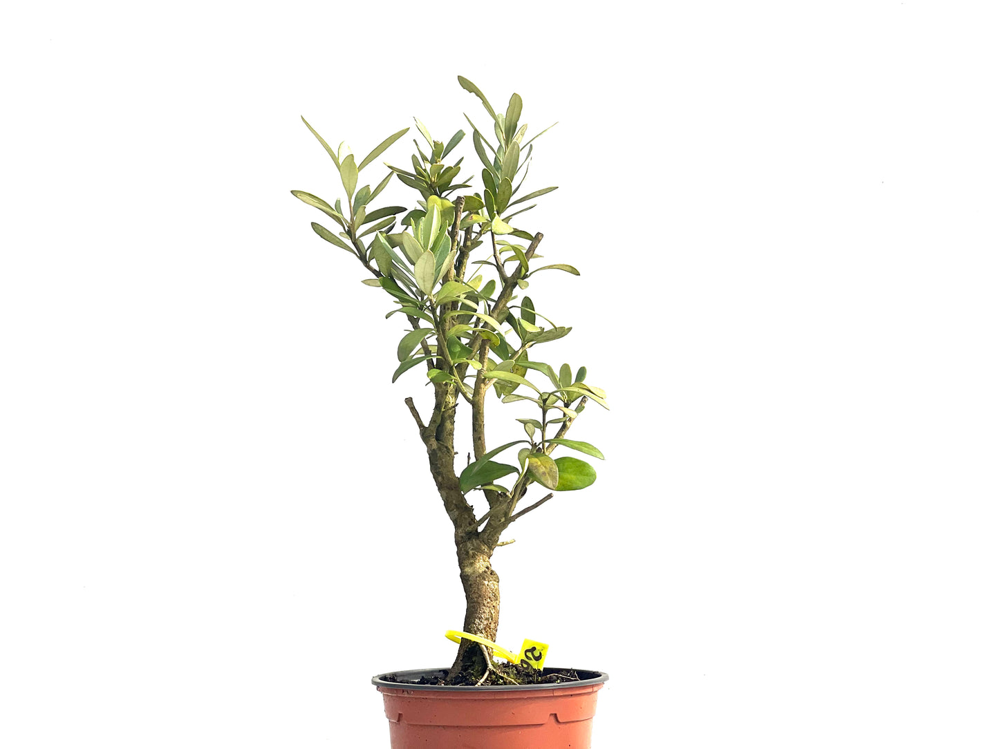 Olea Europaea 3850