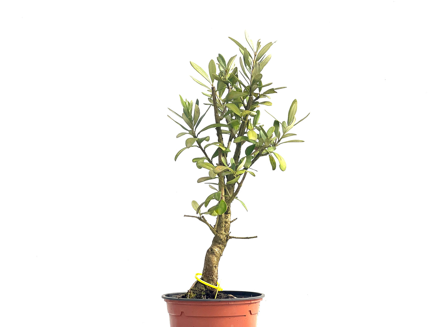 Olea Europaea 3850