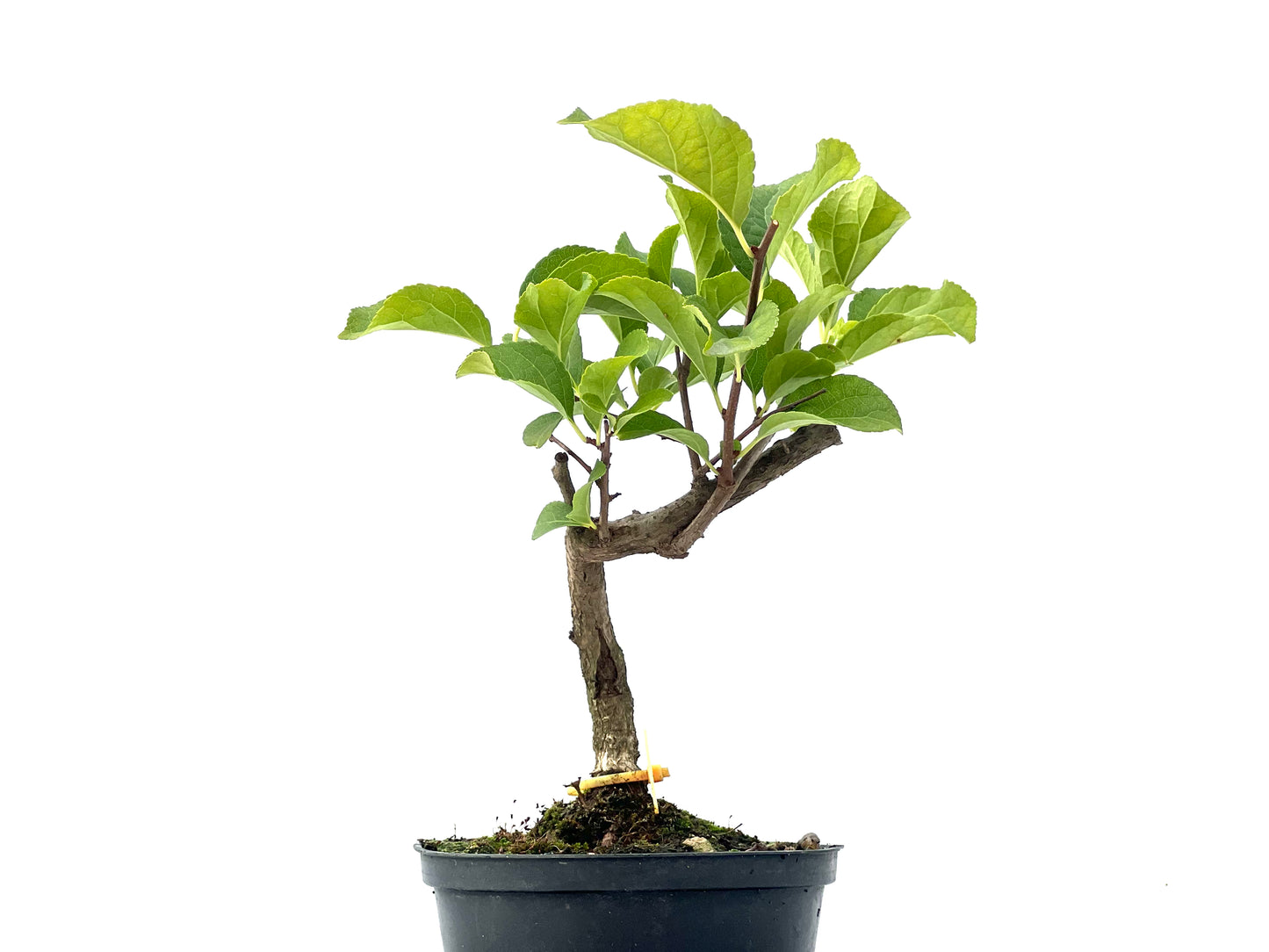 Celastrum Orbiculatus 2342