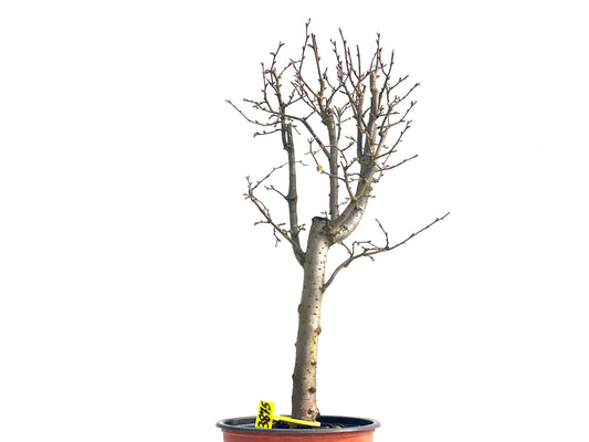 Zelkova Serrata 3875