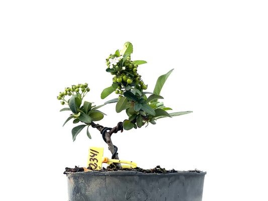 Pyracantha 2341