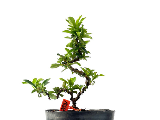 Pyracantha 2331