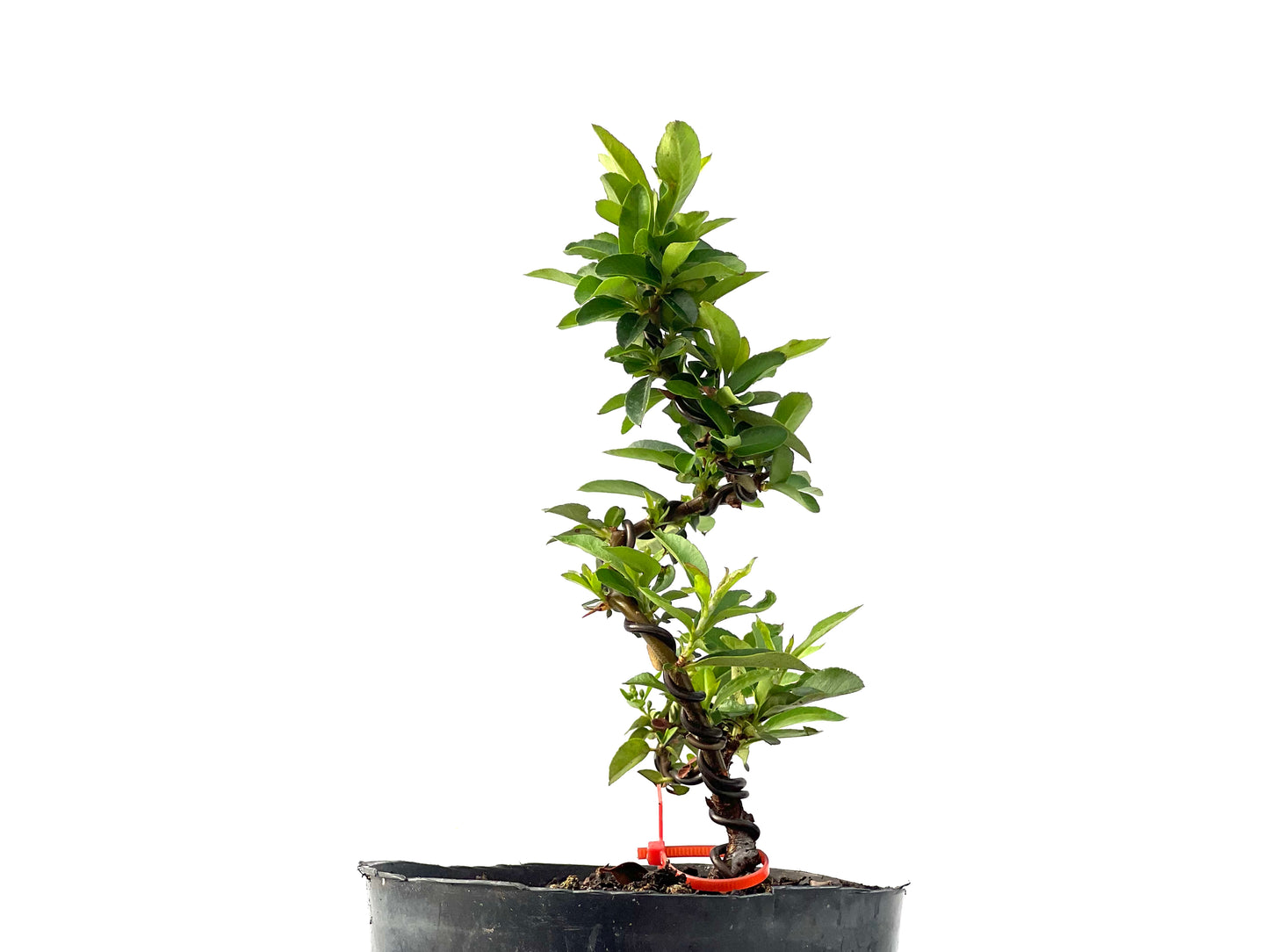Pyracantha 2331