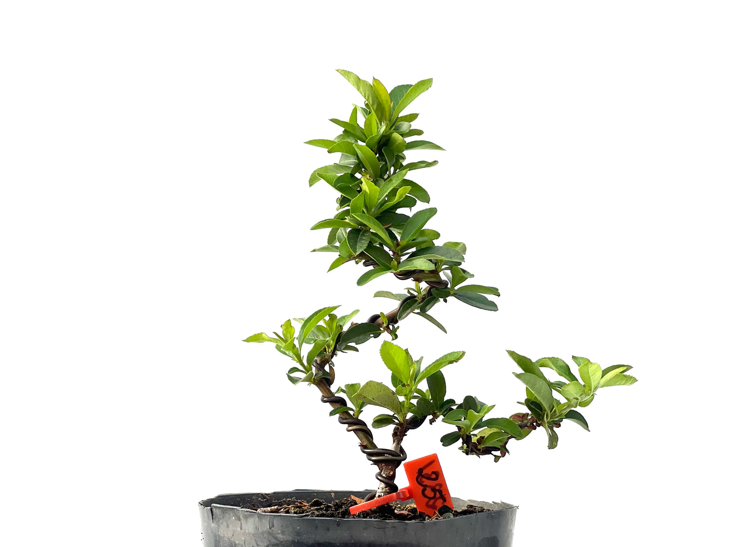 Pyracantha 2331