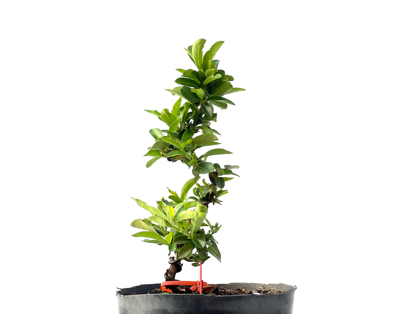Pyracantha 2331