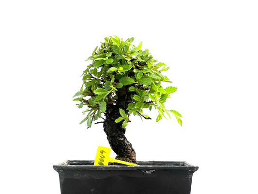 Zelkova Nire 0009