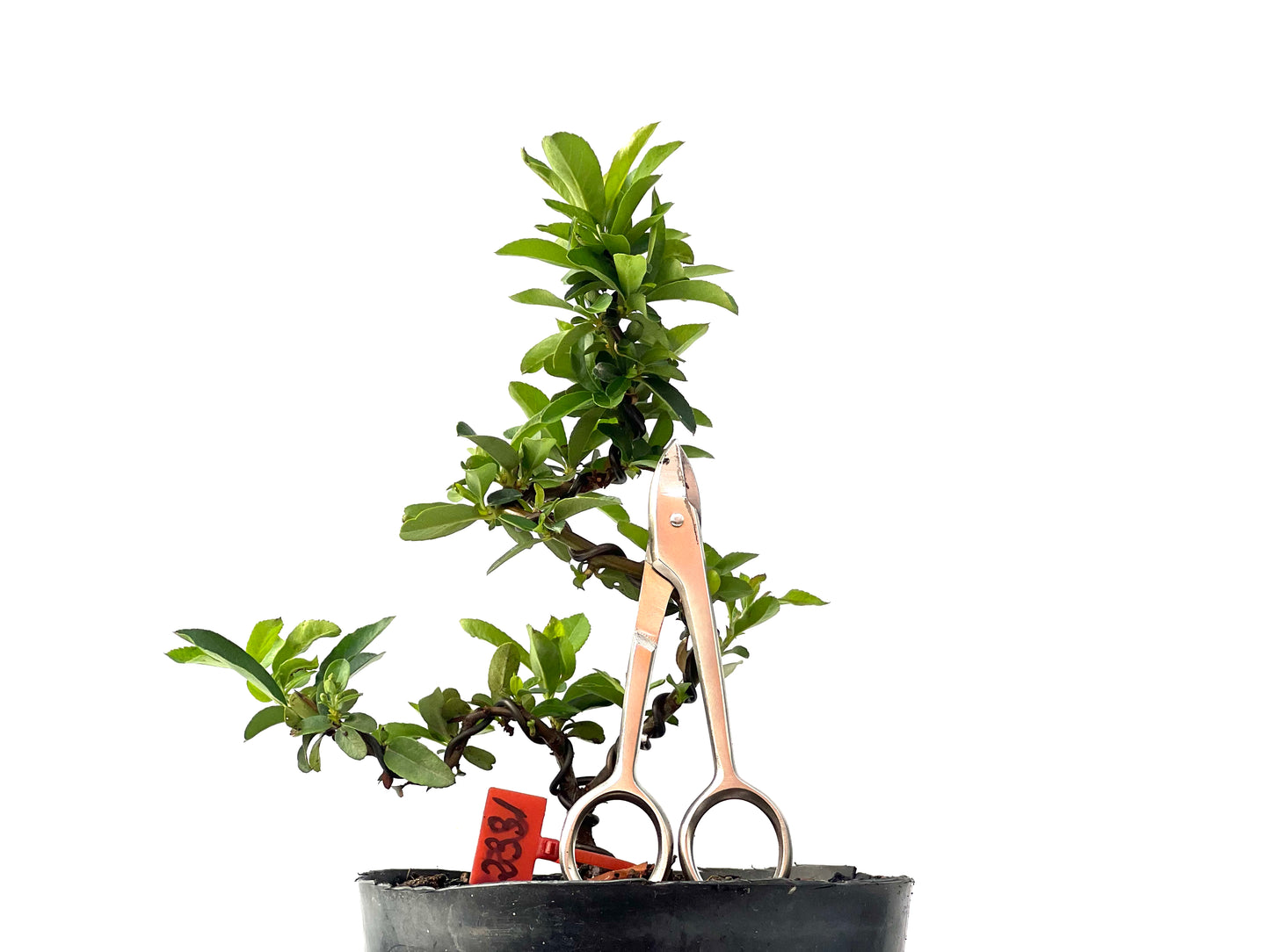 Pyracantha 2331