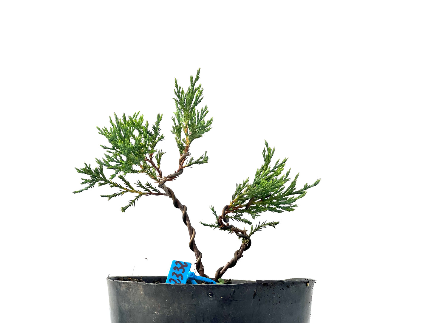 Juniperus Sabina 2332