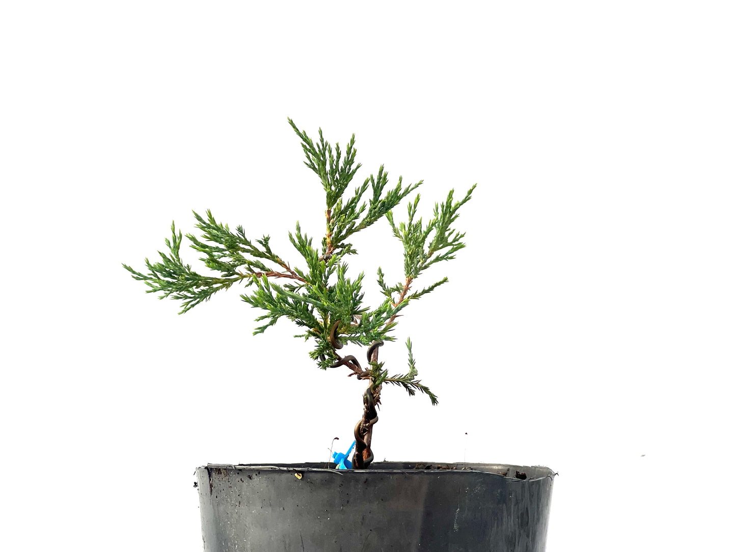 Juniperus Sabina 2332