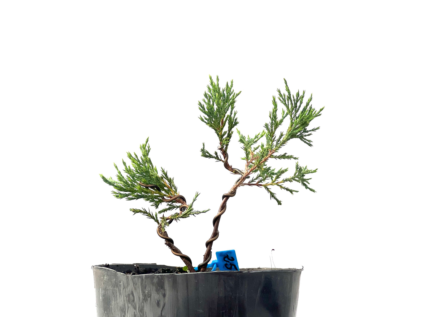 Juniperus Sabina 2332
