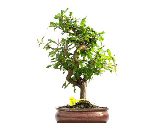 Punica Granatum Nejikan 0008