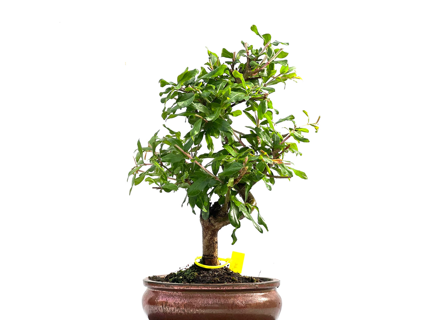 Punica Granatum Nejikan 0008