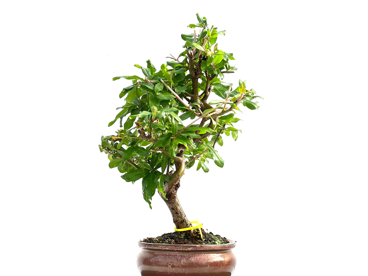 Punica Granatum Nejikan 0008