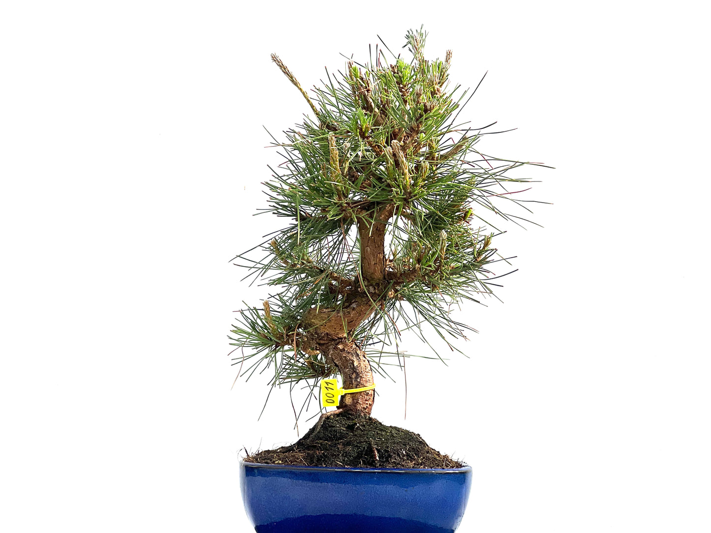 Pinus Thunbergii 0011