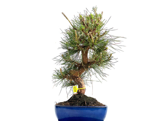 Pinus Thunbergii 0011