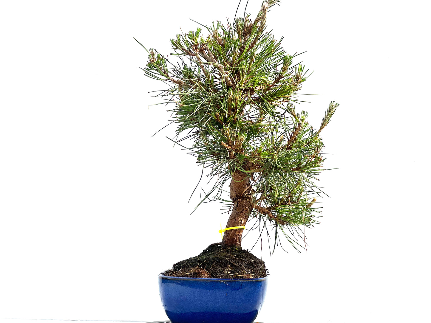 Pinus Thunbergii 0011