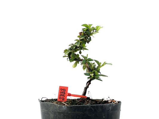 Cotoneaster 2333