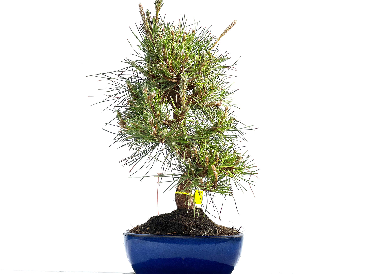 Pinus Thunbergii 0011