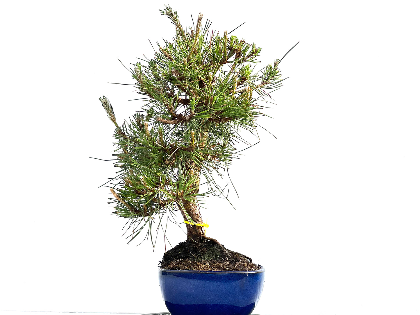 Pinus Thunbergii 0011