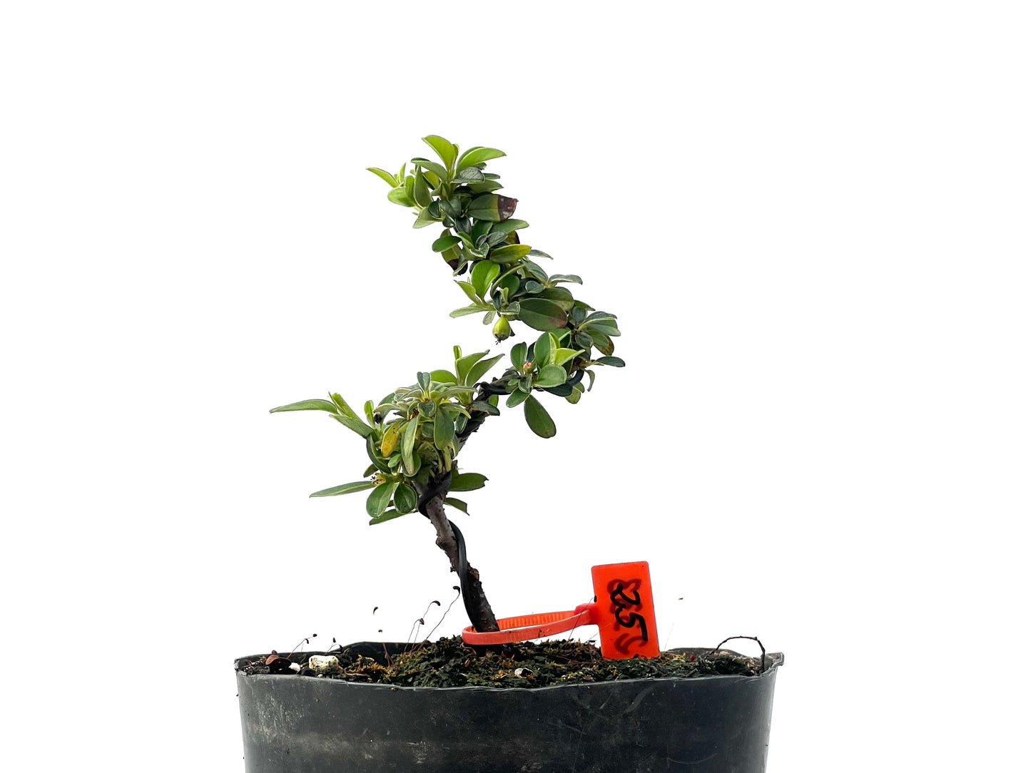Cotoneaster 2333