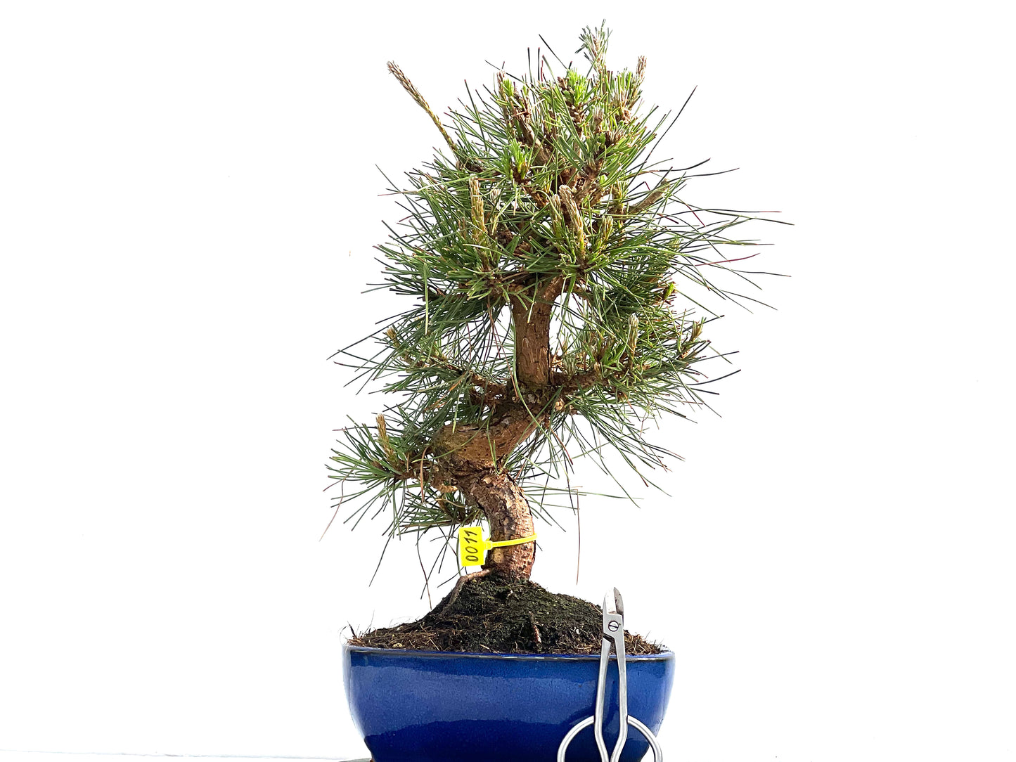 Pinus Thunbergii 0011