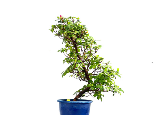 Azalea Kinu-no-mai 0002