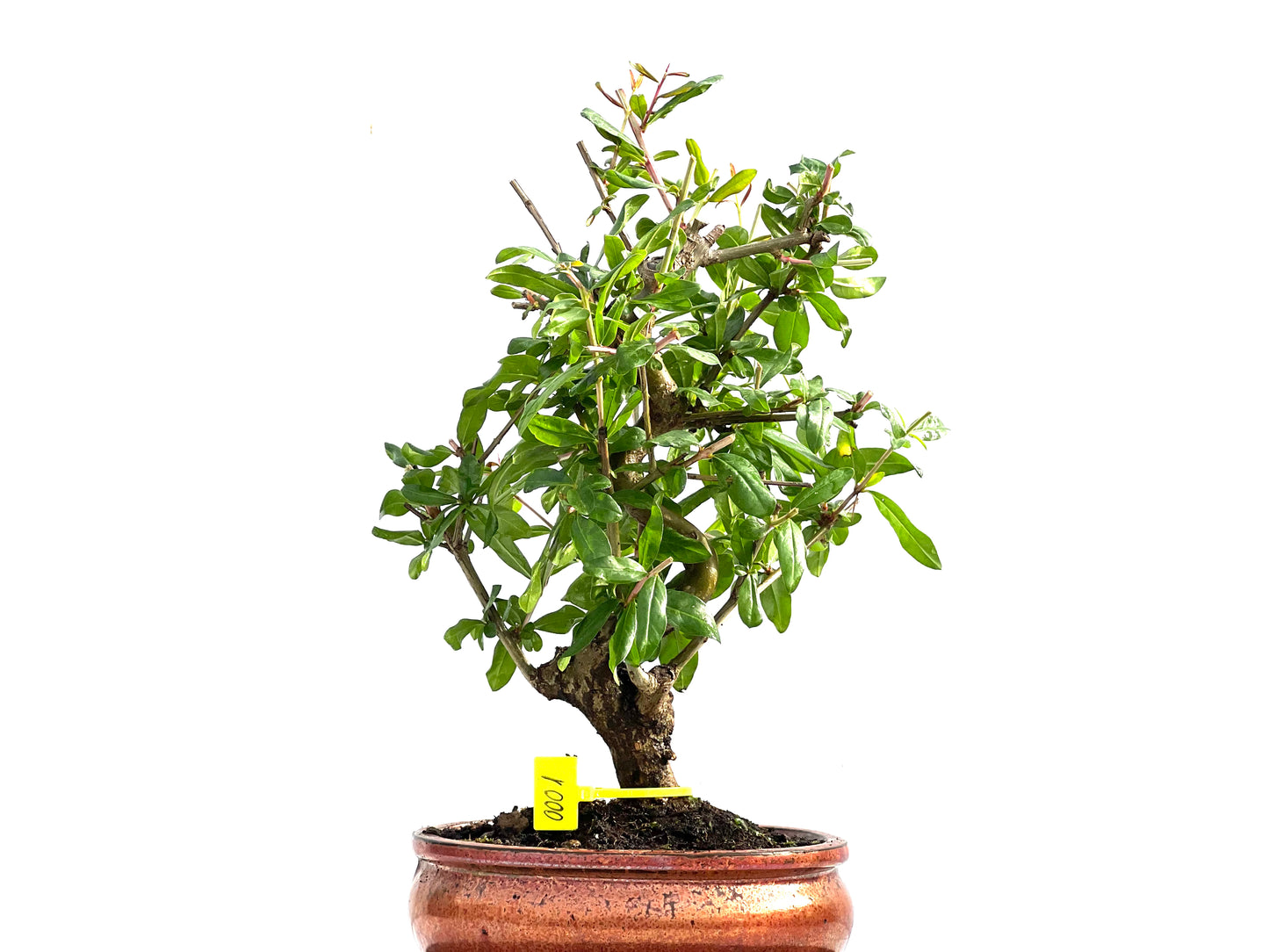 Punica Granatum Nejikan 0001